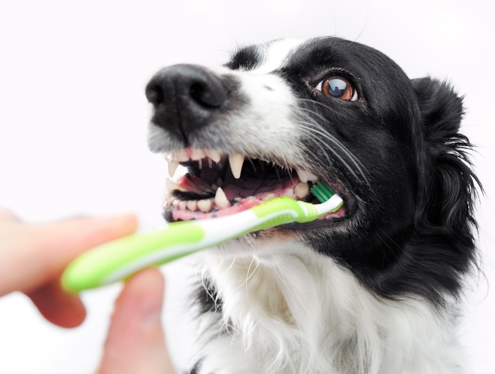 West Gardiner Pet Dentists